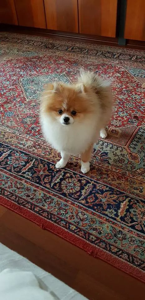 A Pomeranian standing on the carpet