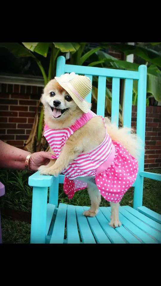 A Pomeranian wearing a pink dress in the blue chair outdoors