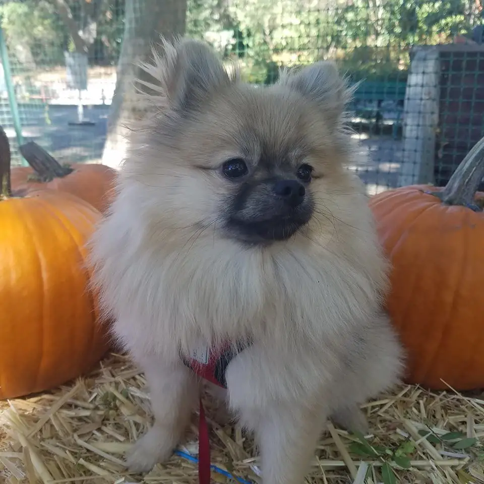 A Pomeranian sitting on the hay with pumpkins behind him