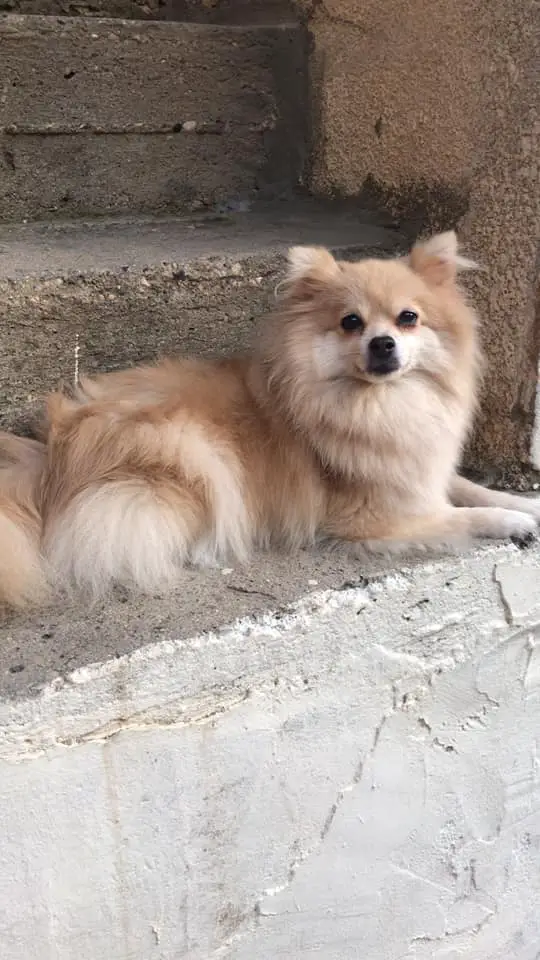 A Pomeranian lying on the stairs