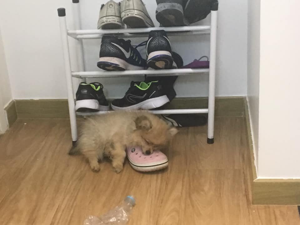Pomeranian puppy sleeping under the shoe rock wit its face on the shoe