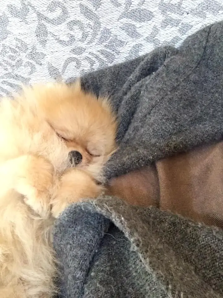 Pomeranian sleeping soundly in a sweater