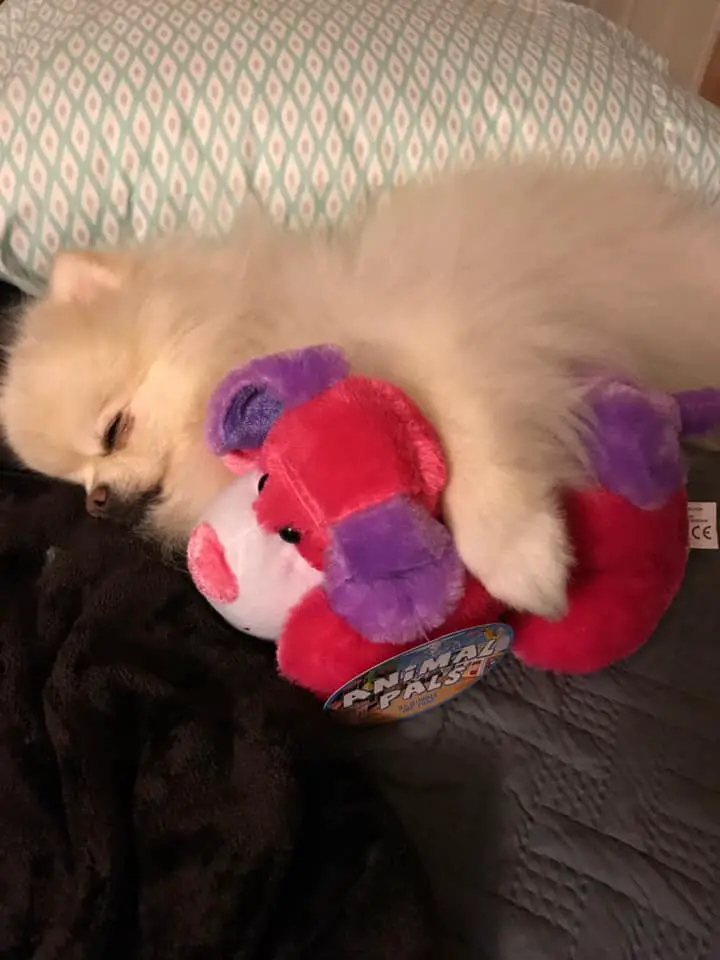 Pomeranian on the bed sleeping with its dog stuffed toy