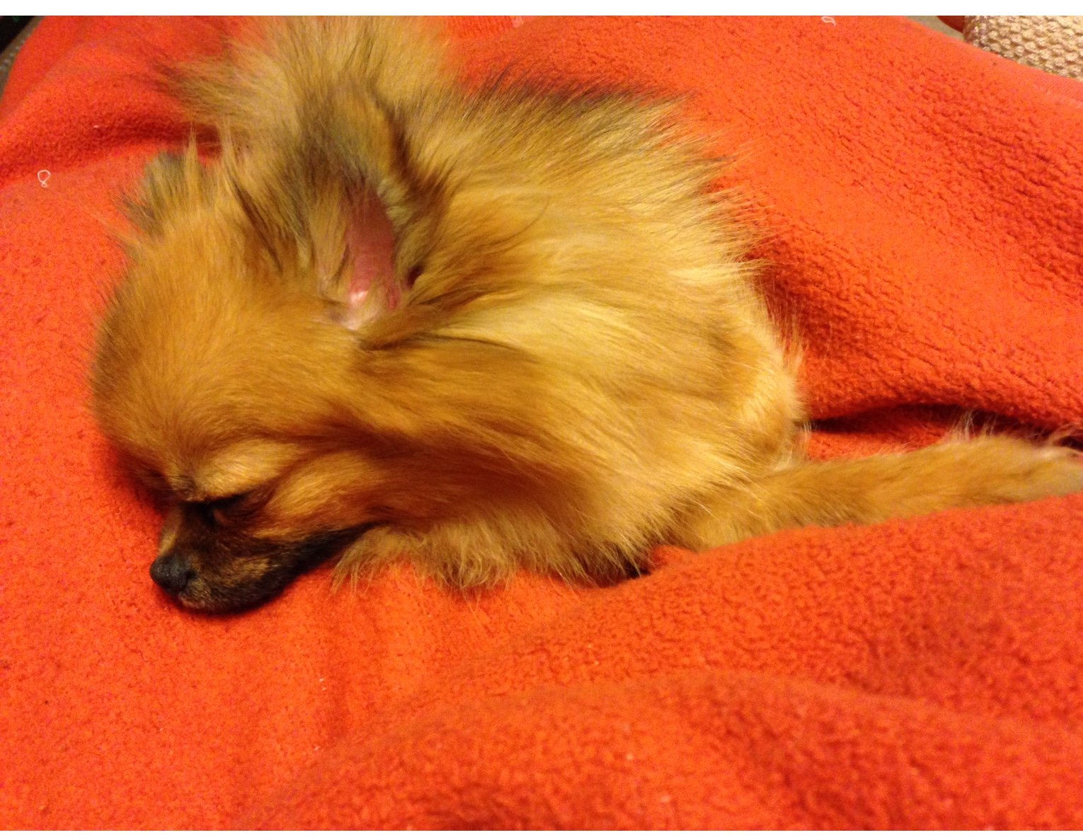 Pomeranian snuggled up in blanket sleeping