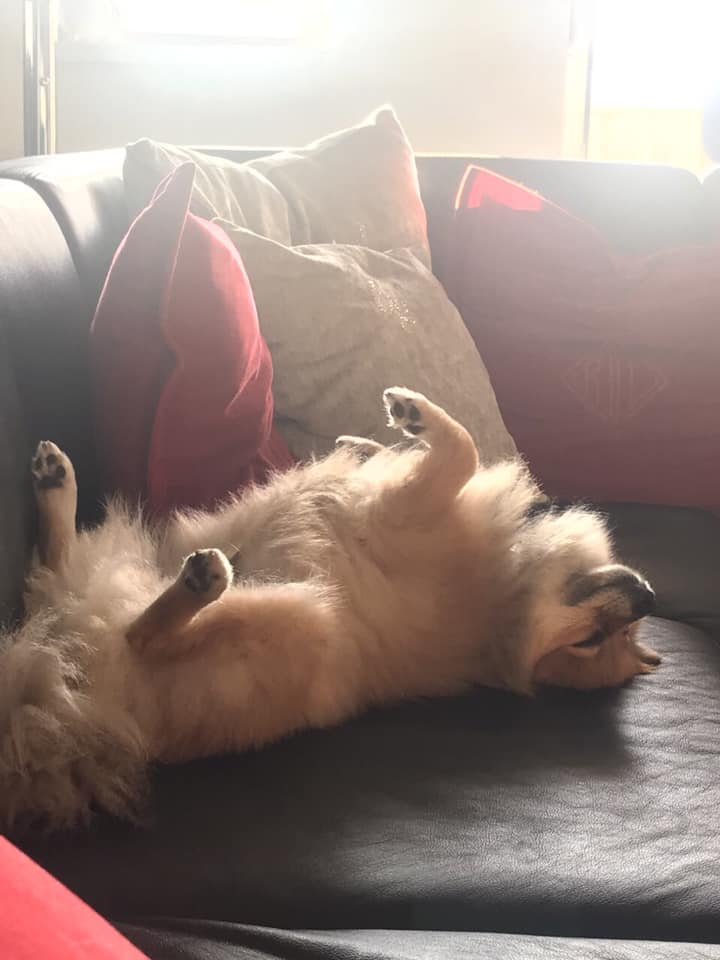 Pomeranian on the couch lying on its back while sleeping soundly