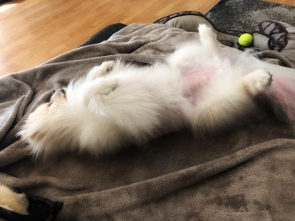 Pomeranian sleeping in the blanket while lying on its back with its legs wide open