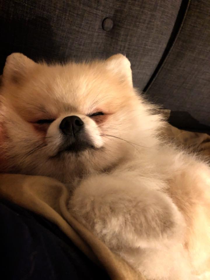 Pomeranian sleeping on the couch