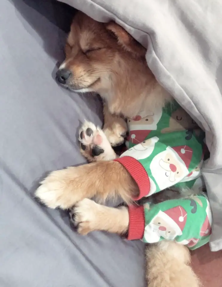 Pomeranian in its santa pajamas snuggled in blanket sleeping