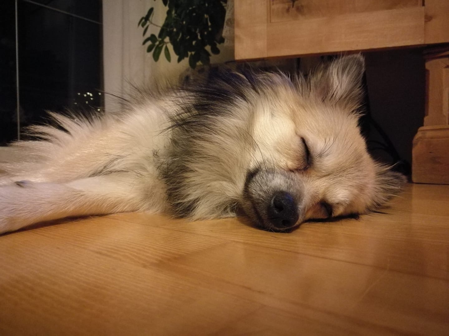Pomeranian sleeping soundly on the floor
