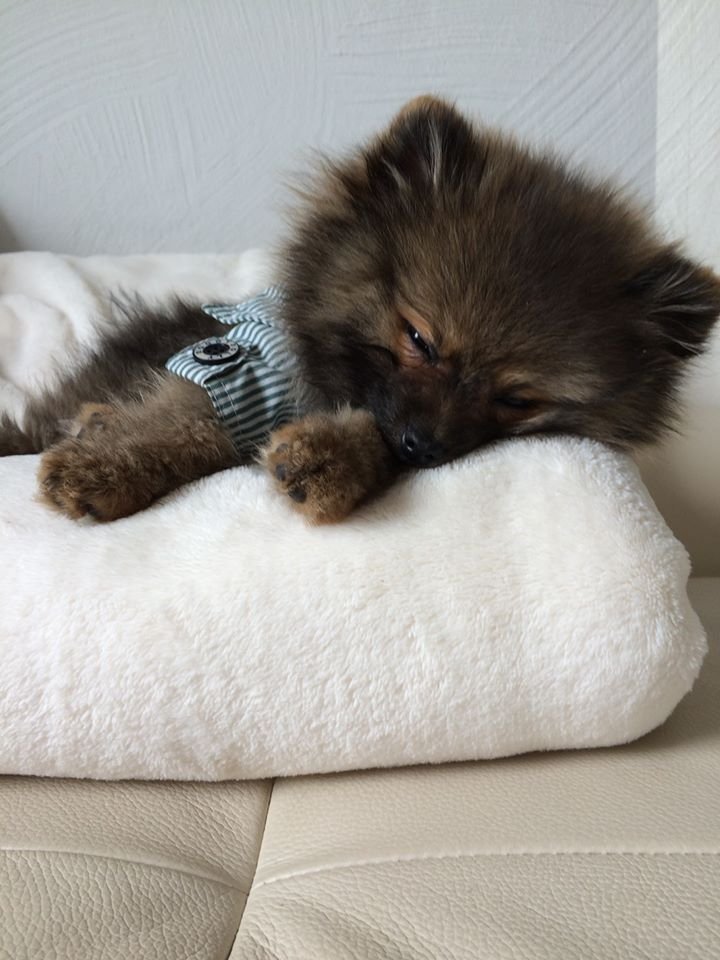 adorable Pomeranian sleeping on its bed