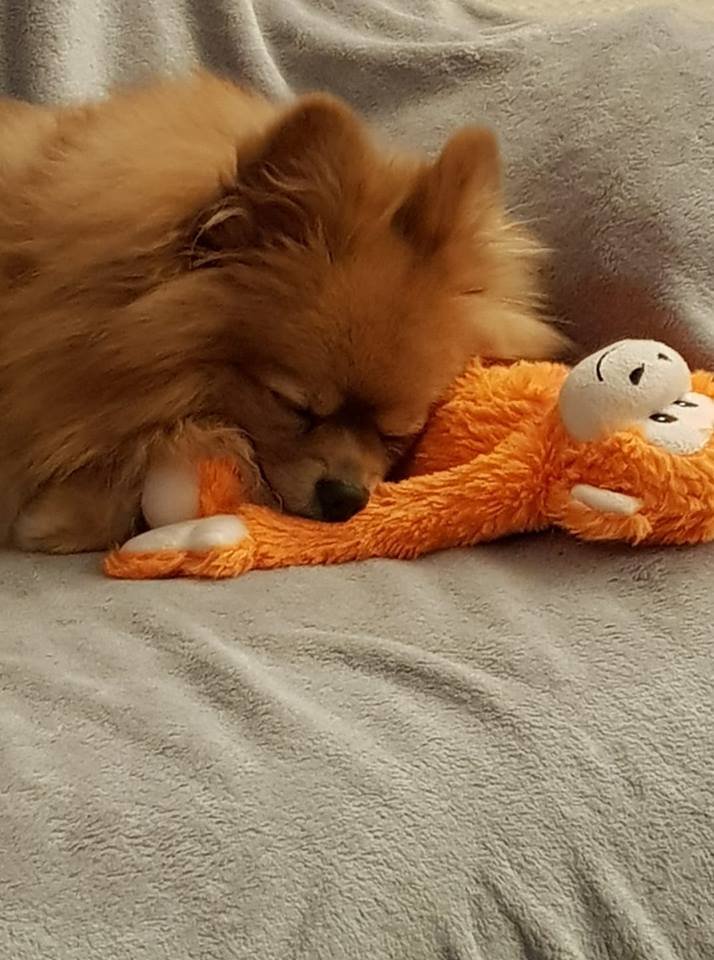 Pomeranian on the bed sleeping soundly with its monkey stuffed toy