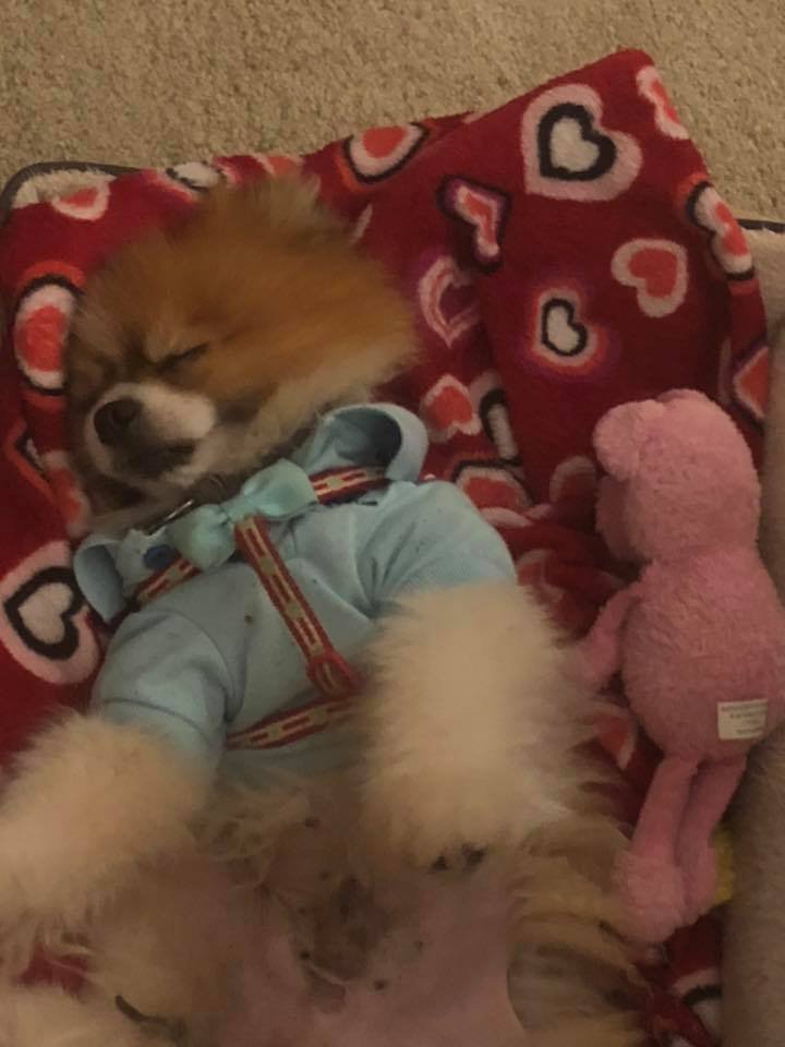 Pomeranian lying on its its back sleeping