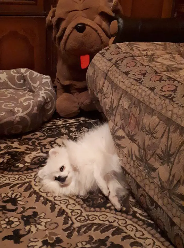 sleepy Pomeranian lying on the floor behind the foot of the bed