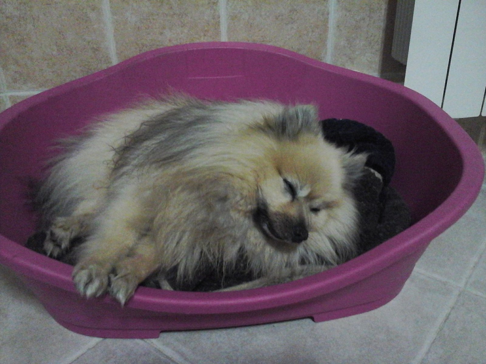 Pomeranian sleeping on its bed