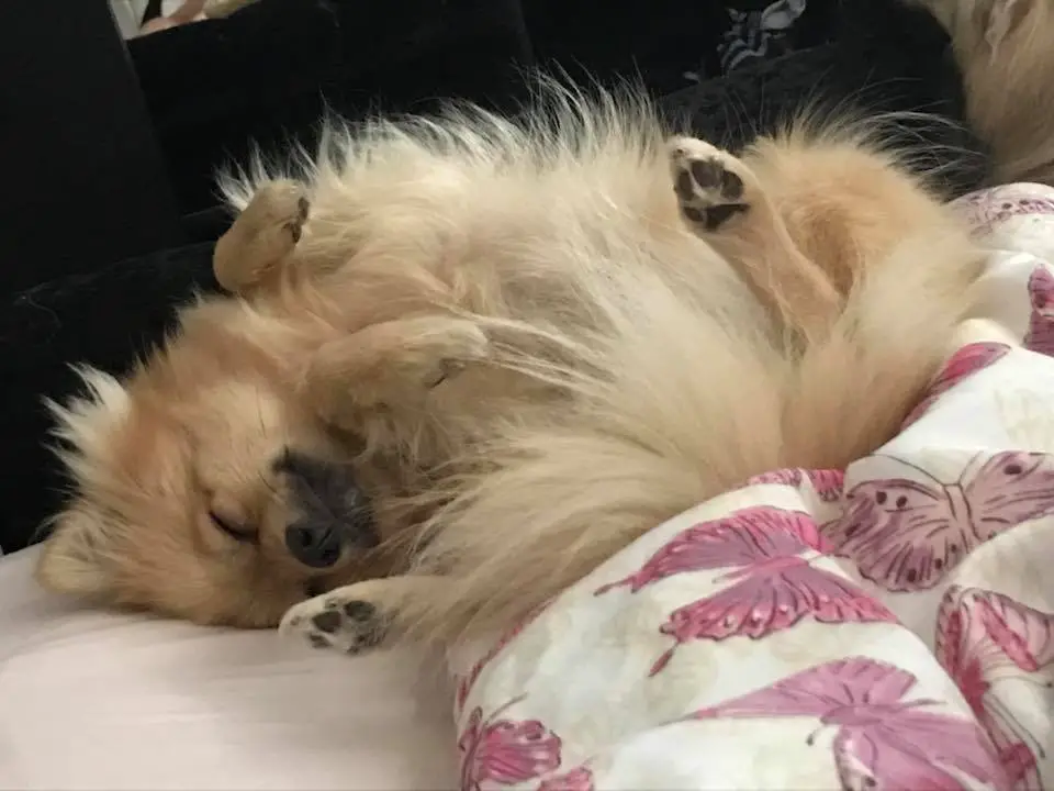 Pomeranian lying on its back sleeping soundly on the bed