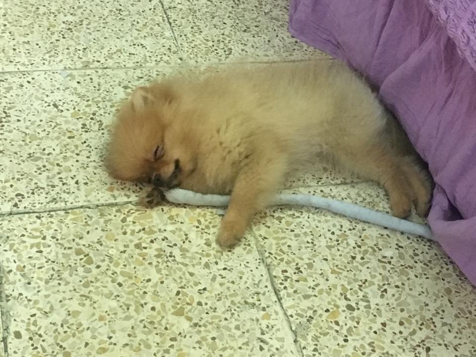 Pomeranian sleeping soundly on the floor
