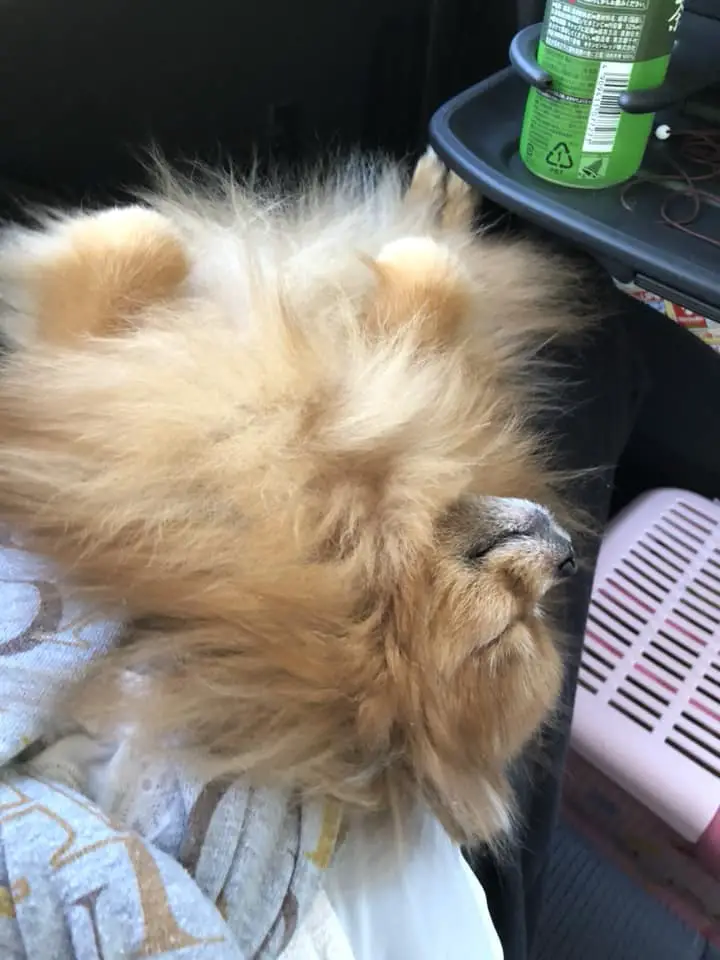 Pomeranian inside the car sleeping on the lap of its owner