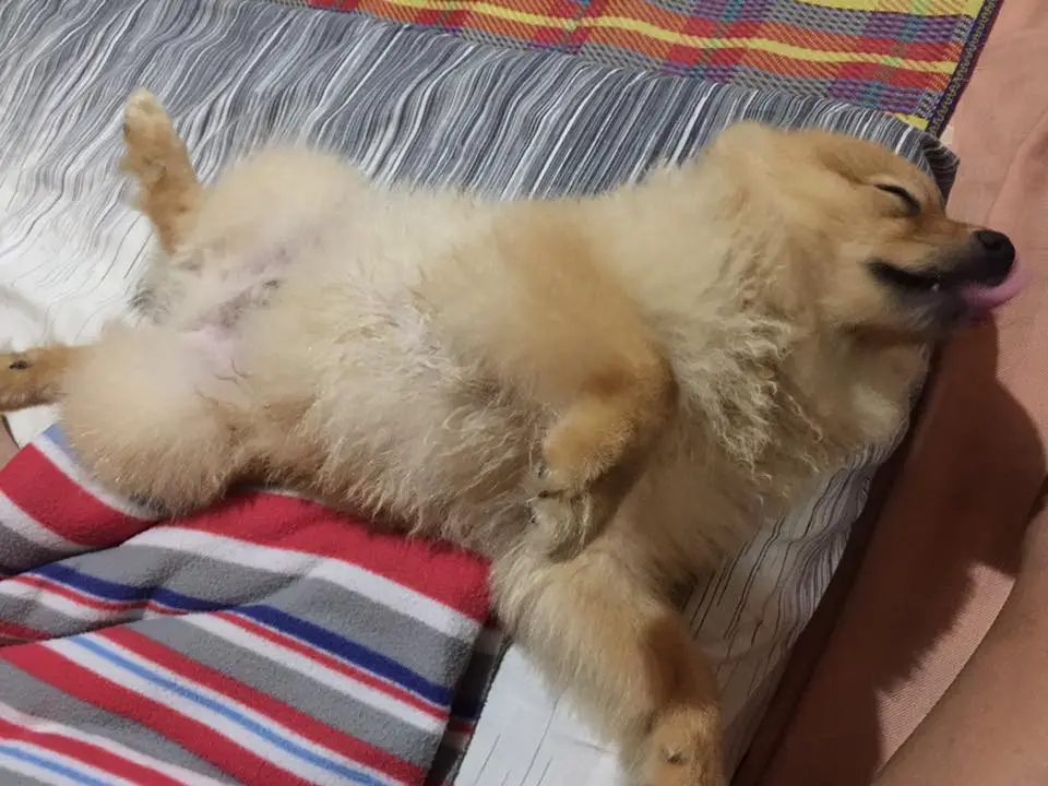 Pomeranian sleeping on its back with its tongue sticking out