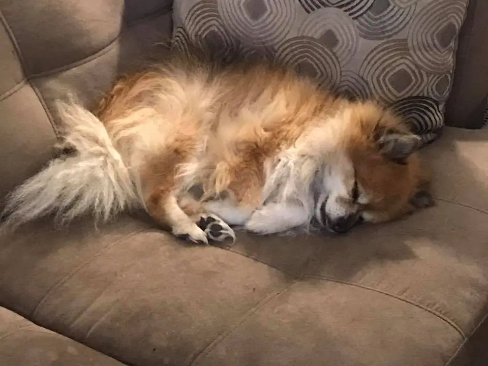 Pomeranian curled up sleeping on the couch