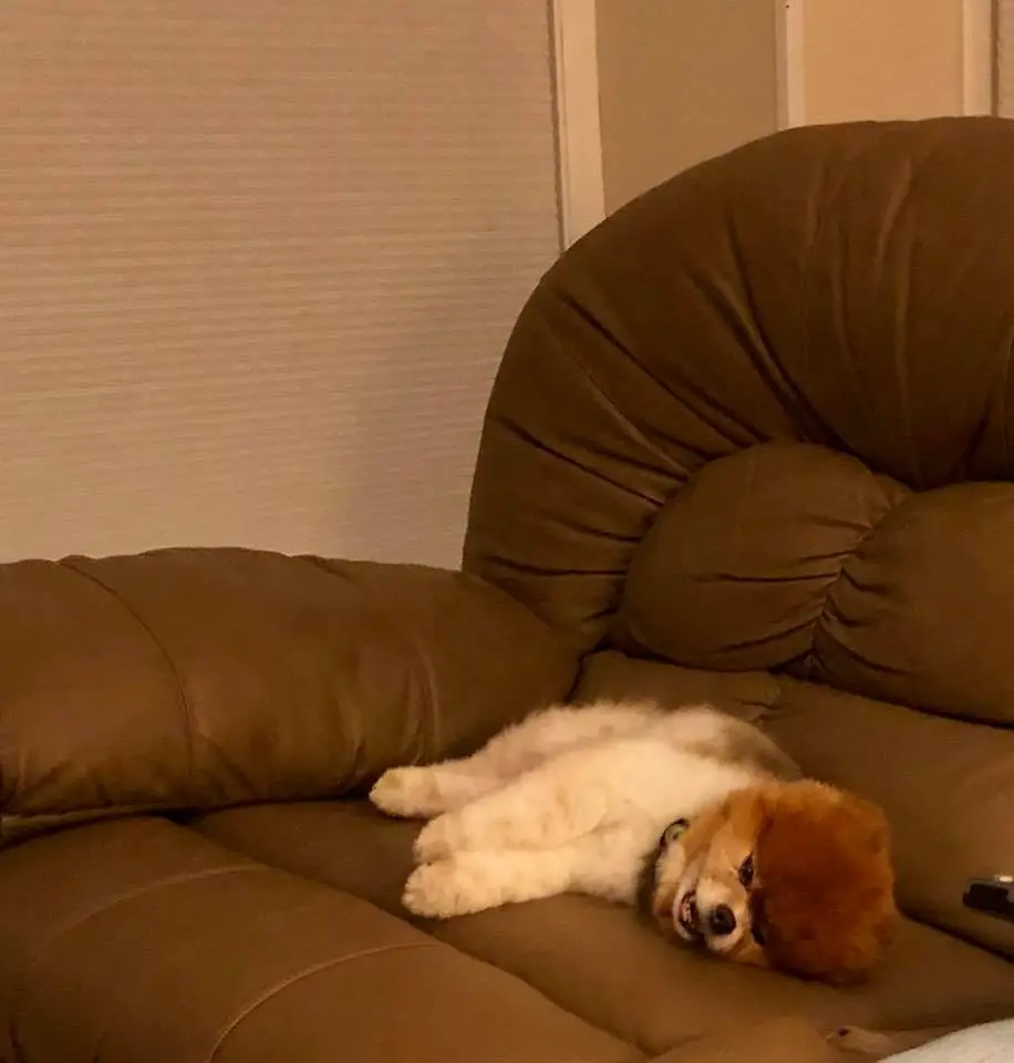 Pomeranian lying on its side on top of the couch