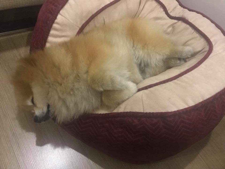 Pomeranian in its bed sleeping with its head almost falling