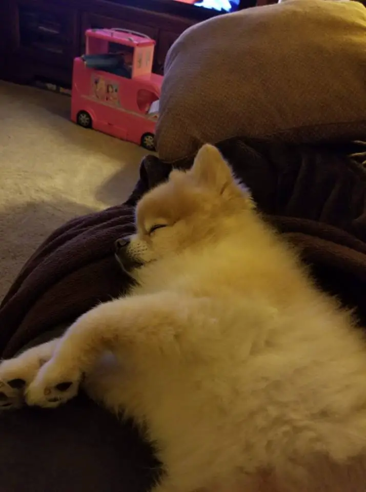 Pomeranian sleeping soundly on the couch