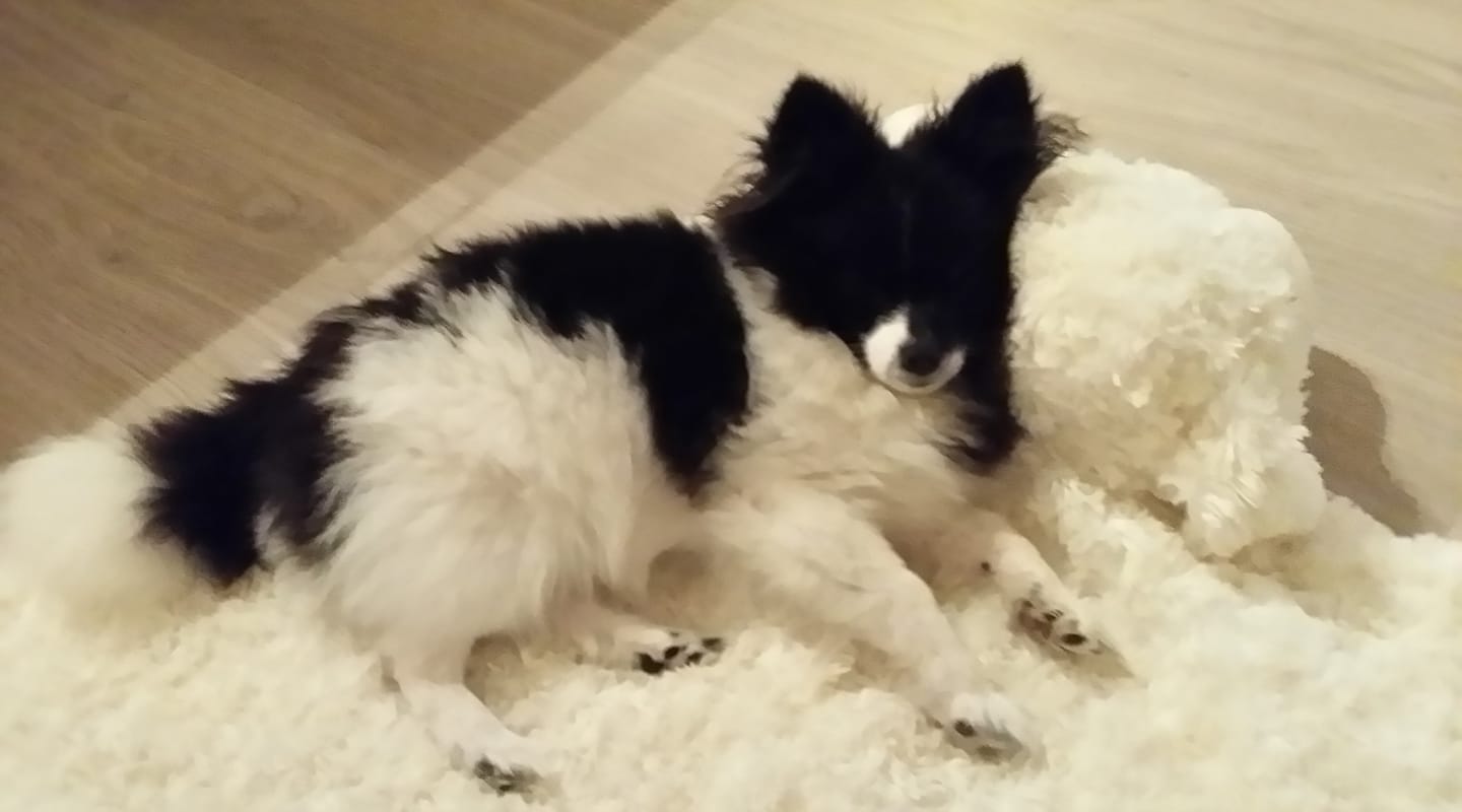 Pomeranian sleeping on the carpet