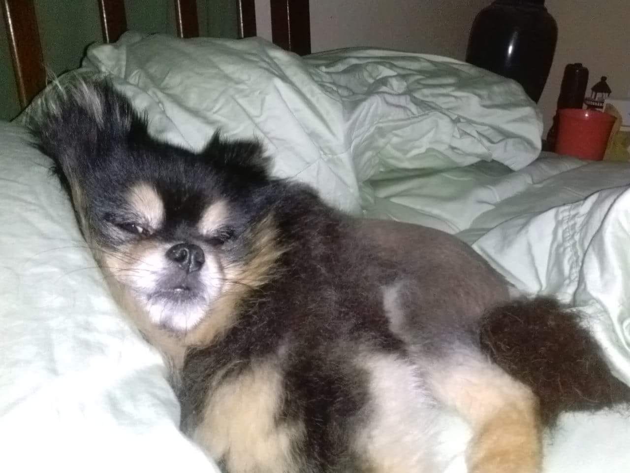 Pomeranian on the bed leaning against the pillow
