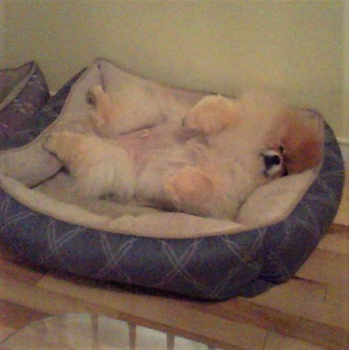 Pomeranian lying on its back sleeping on the couch
