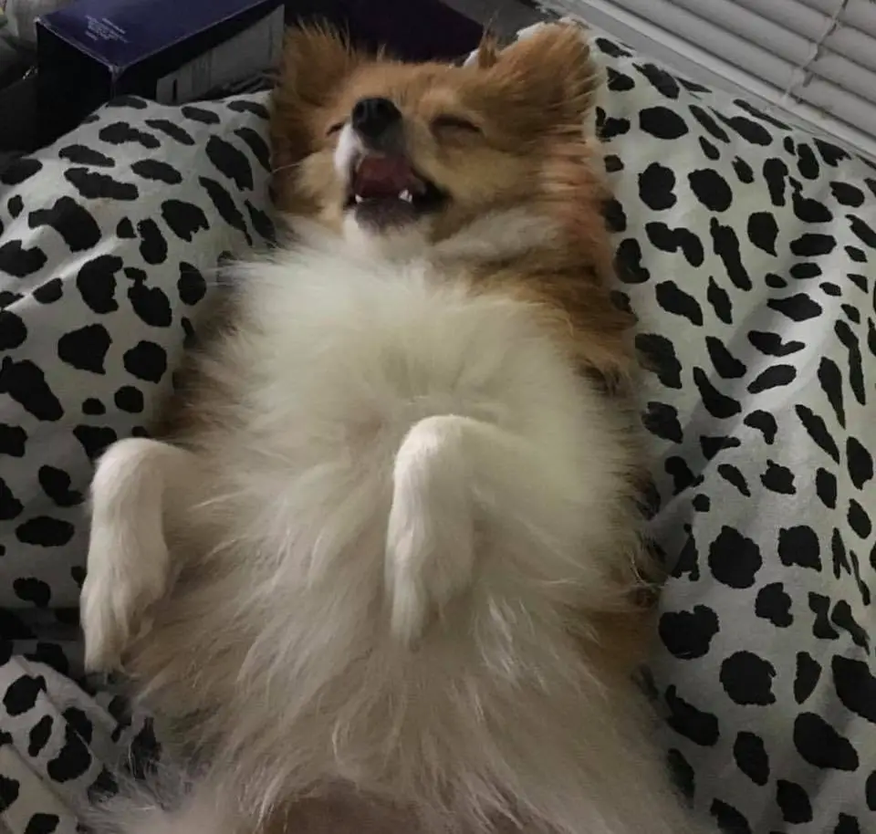 Pomeranian lying on its back while sleeping with its mouth open