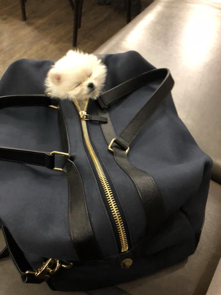 adorable Pomeranian puppy inside the bag sleeping with its head out