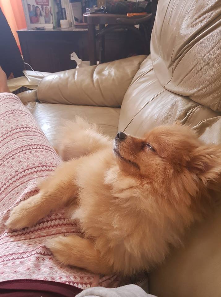 Pomeranian sleeping on the couch beside its owner