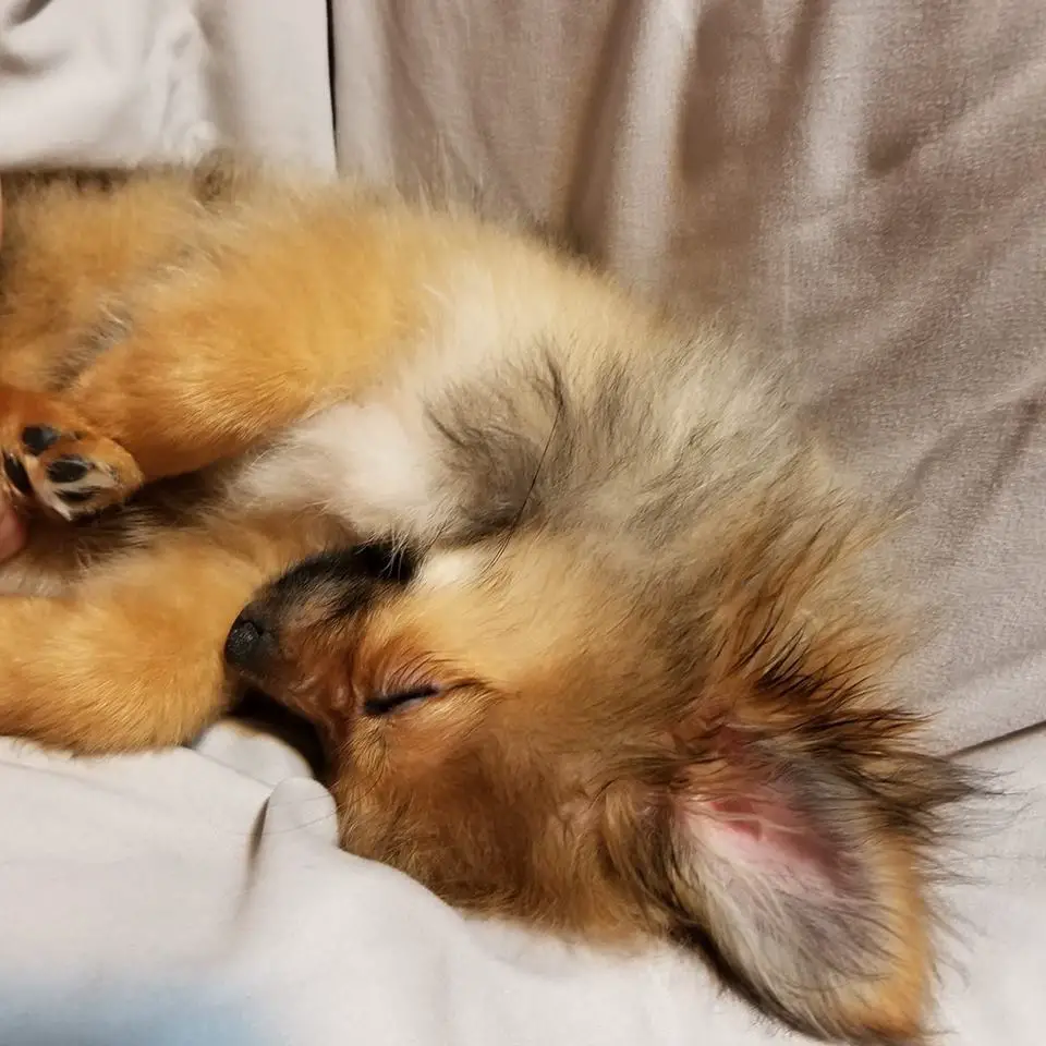 Pomeranian sleeping adorably in its bed