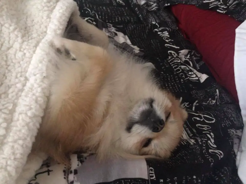 Pomeranian snuggled up in blanket while sleeping on the bed
