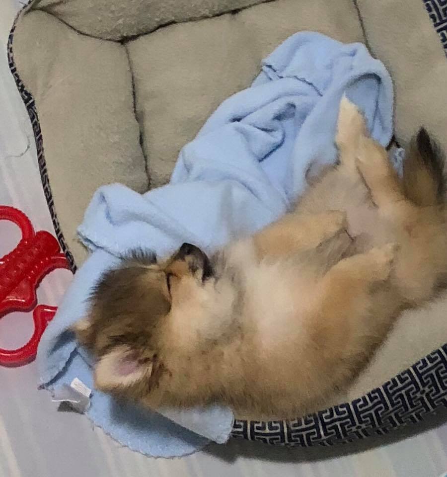 Pomeranian puppy sleeping soundly in its bed