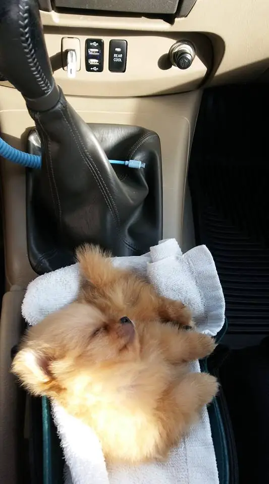 Pomeranian puppy sleeping on top of the compartment box inside the car