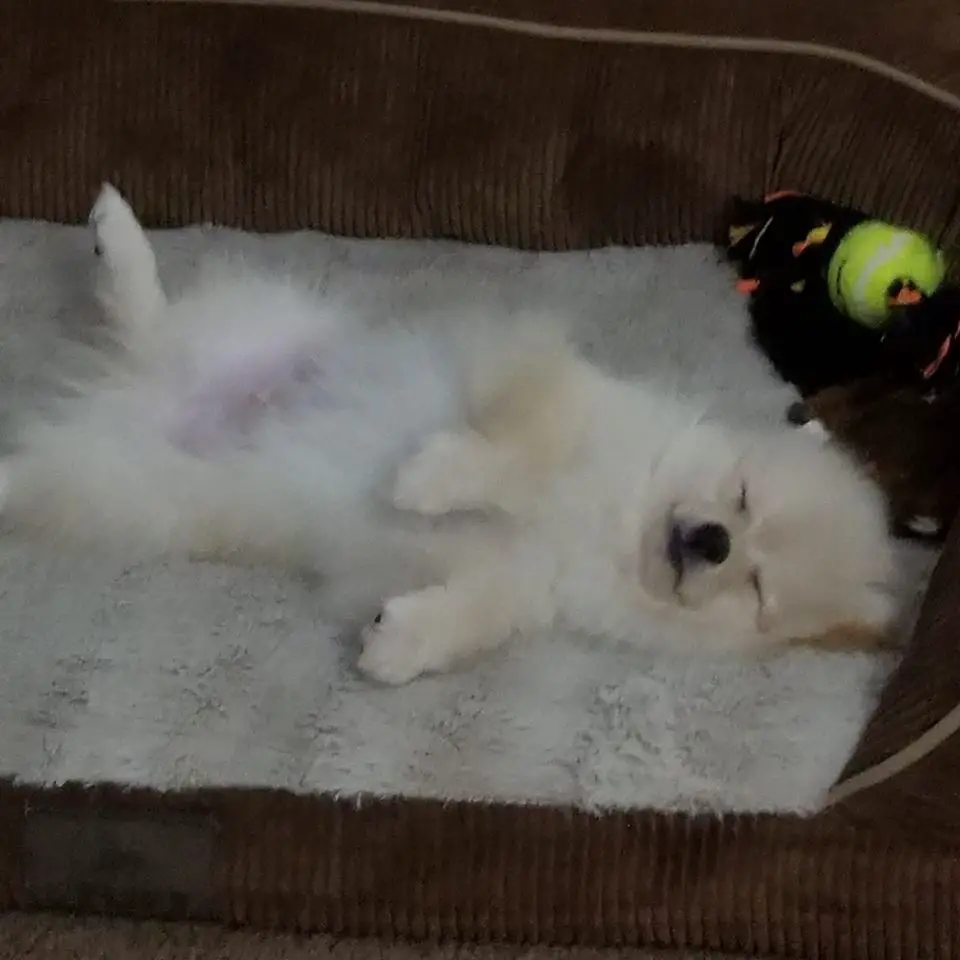 Pomeranian in its bed sleeping soundly