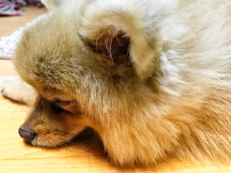 close up face of a Pomeranian sleeping on the floor