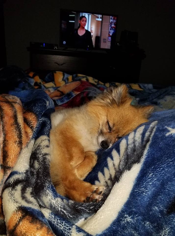 Pomeranian snuggled up in blanket while sleeping soundly