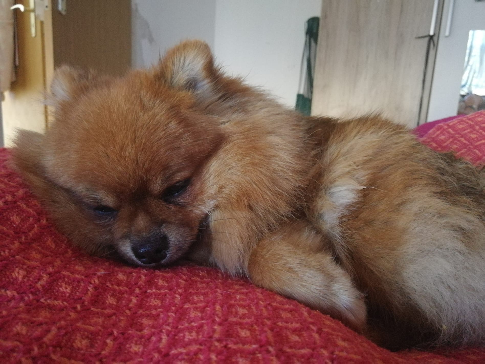 Pomeranian lying on its side sleeping on the bed