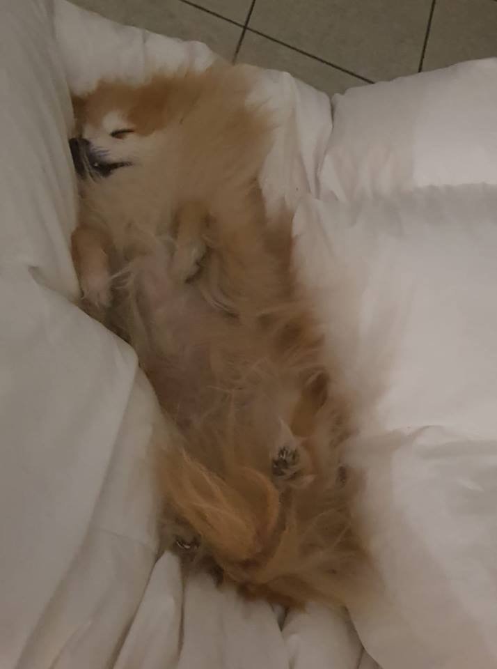Pomeranian lying on its back sleeping soundly on the bed