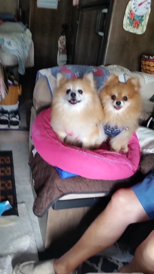 two Pomeranians with names Bunny & Troy on the couch on top of the pink pillow