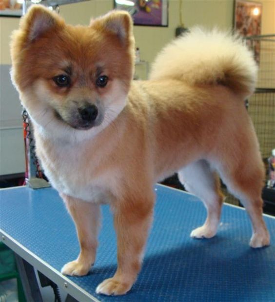 Pomeranian fox cut