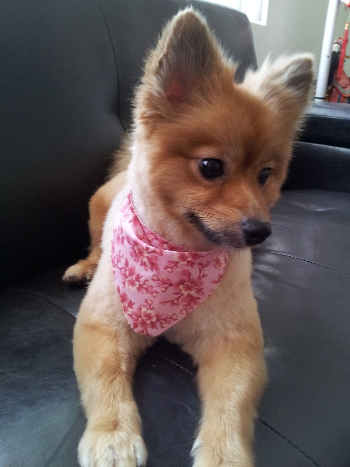 Pomeranian fox cut