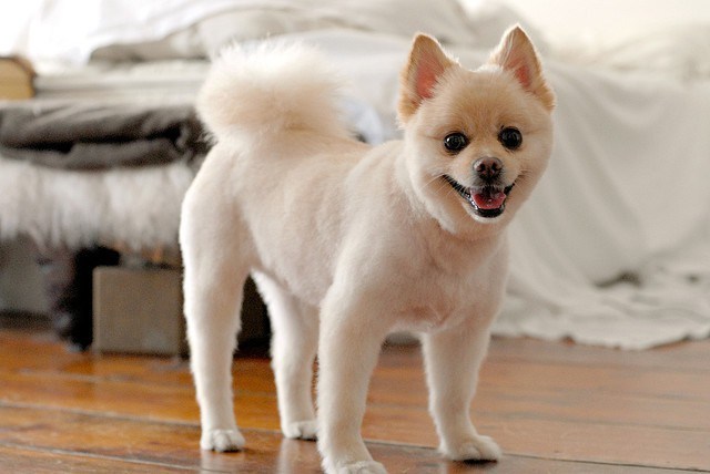 Pomeranian lamb cut, Pomeranian cut for summer, Pomeranian short hair