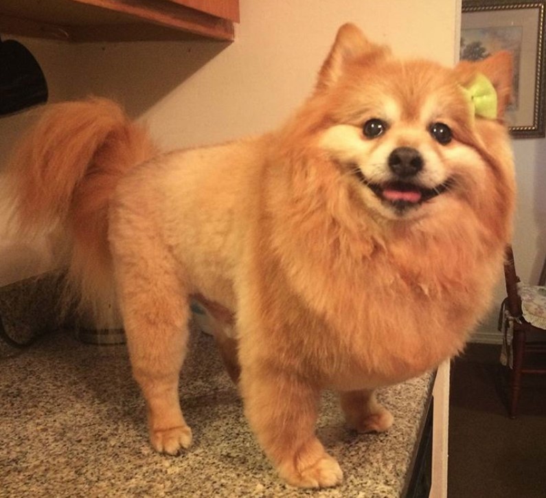 Pomeranian in lion hair cut standing on top of the counter in the kitchen