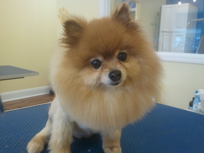 Pomeranian in lion cut sitting on top of the grooming table