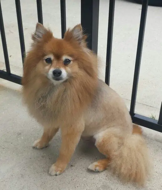 Pomeranian in lion hair cut sitting by the fence