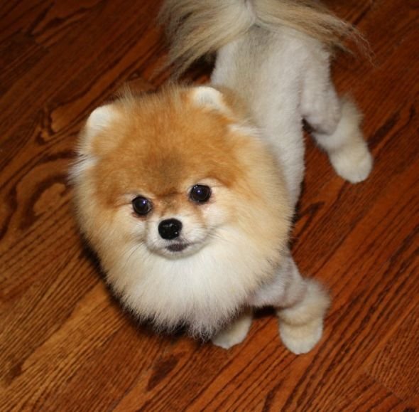 Pomeranian in lion cut