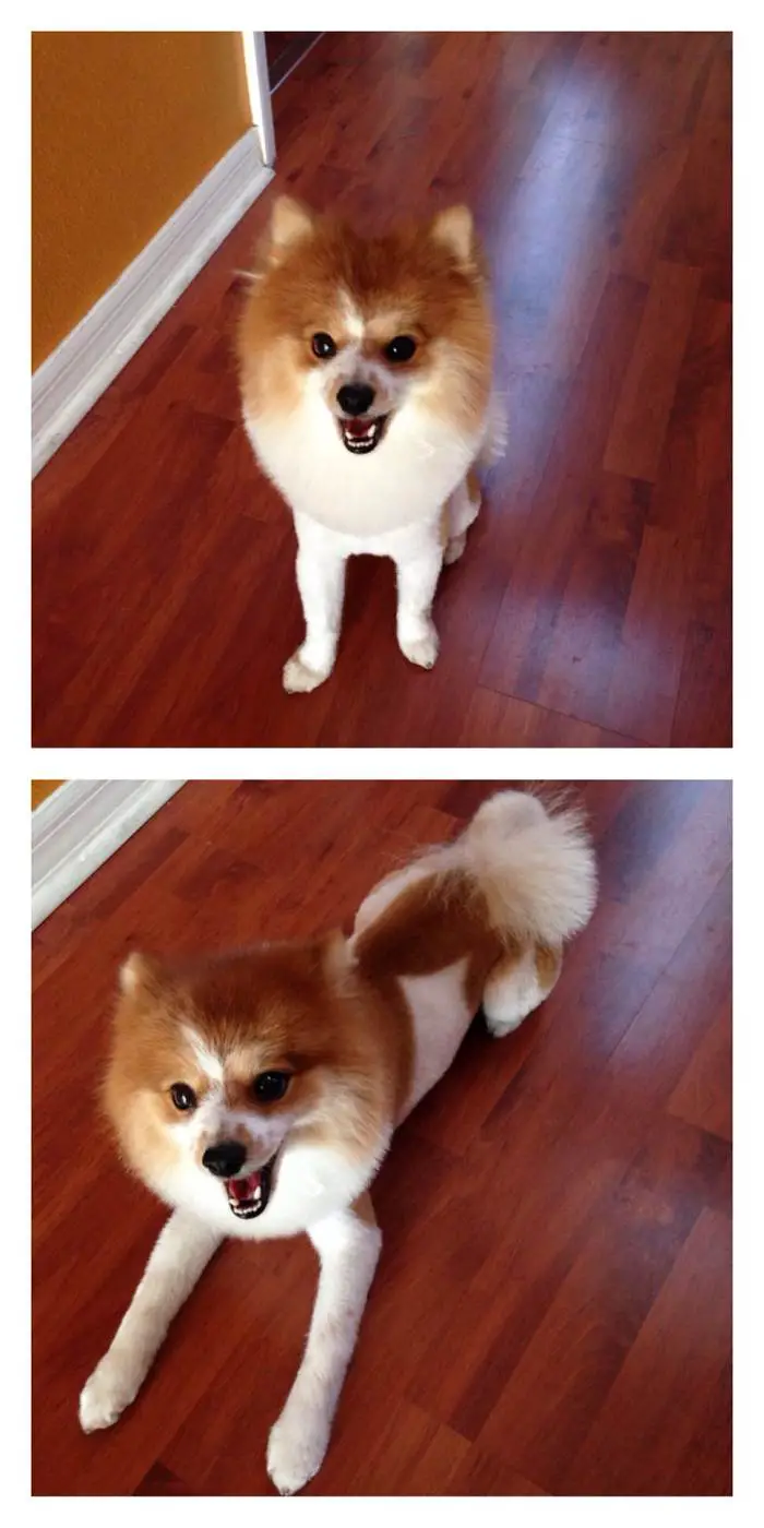 collage photo of sitting and lying down Pomeranian in lion hair cut